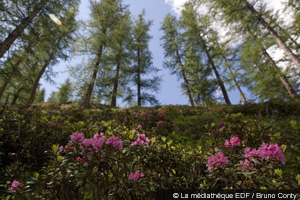 Forêt de mélèzes et rhododendrons ferrugineux (Hautes Alpes)